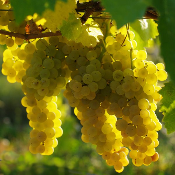 Ugni Blanc grape variety, used to produce the Armagnac des Roys de France.