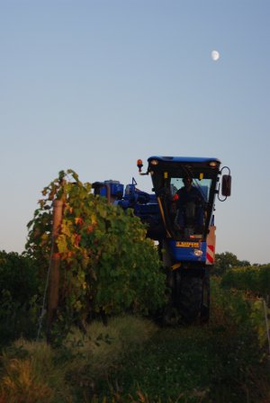 The harvesting machine in our Armagnac vines.