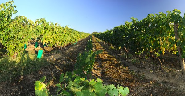 Vines of Armagnac des Roys de France.